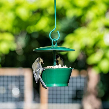 Bird Suet & Mealworm Feeders
